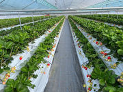 soil select farmの写真3