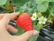 ひょうたん鯰の写真3