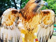 ふれあい動物園 ANIMAの写真3