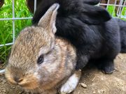 ふれあい動物園 ANIMAの写真4