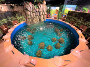 釣って見つけるぼうけんの国 相模原上溝店の写真2