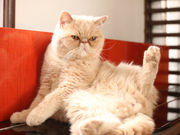 猫がいるカフェ Adagioの写真3