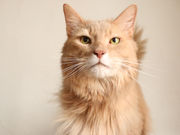 猫がいるカフェ Adagioの写真4