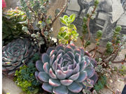 すみっこGardenの写真3