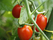 Betty's FARMの写真4