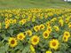 ほおのき平天空のひまわり園の写真4