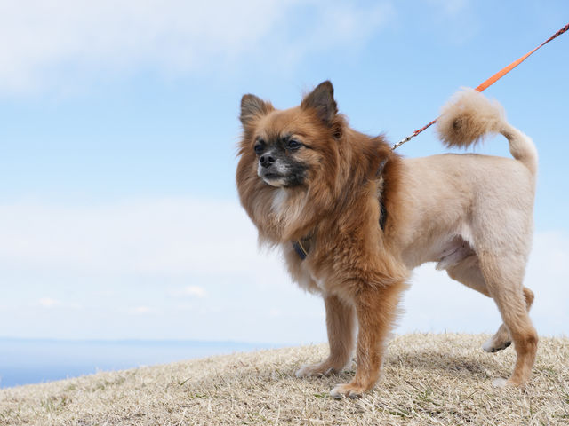 愛犬と私の写真館