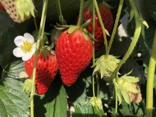 サンベリー農園