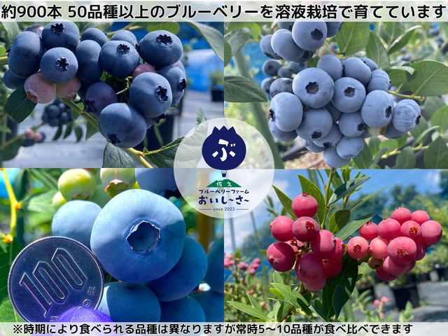 佐久ブルーベリーファーム おいし〜さ〜