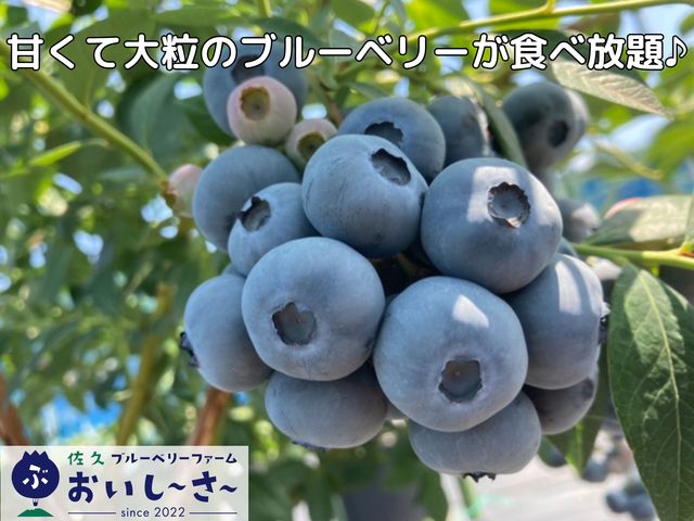 佐久ブルーベリーファーム おいし〜さ〜