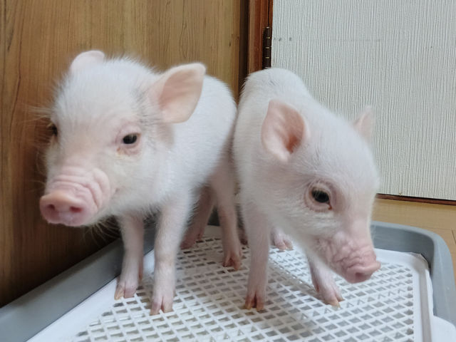 母ブタのたら子ちゃんが2025年6月19日に2匹出産しました♪元気な赤ちゃんとのふれあいをスタートいたします!!いくら&シャケちゃんに会いにきてね_スイーティーピッグス千葉