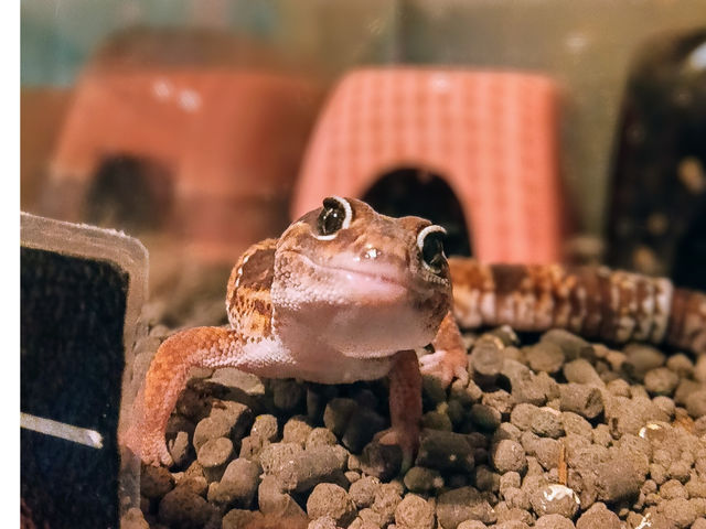 お隣で爬虫類と小動物のふれあいを行なっております♪_Exotic Aqua IGUZ(エキゾチック アクア イグズ)