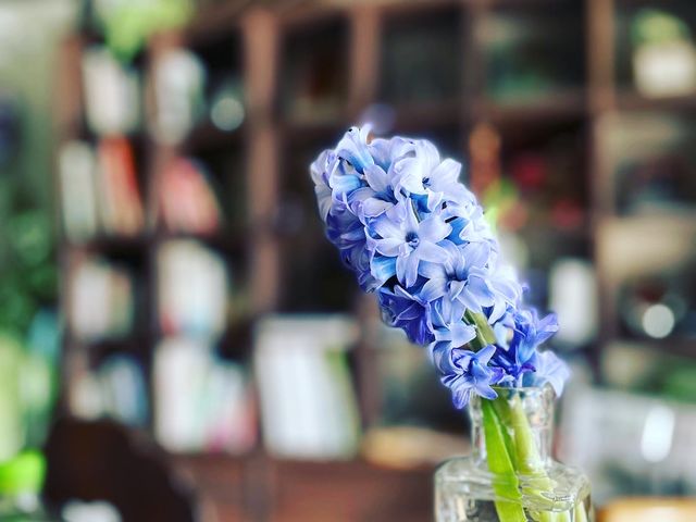 店舗内_green&books 桜の棚