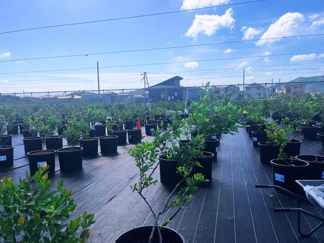 Southernberry-farm HOBAL