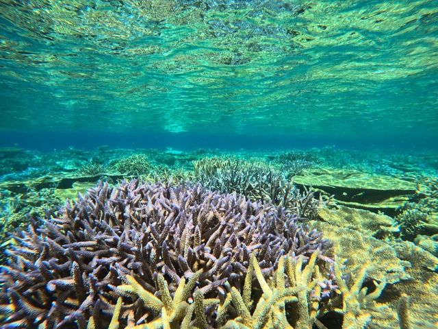 浅場のサンゴ礁が広がっています。_海久ダイビングサービス