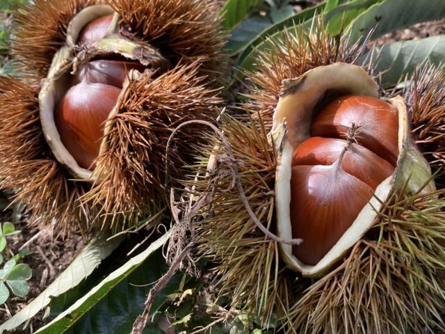 イガから栗を取り出します_果じゅまる園