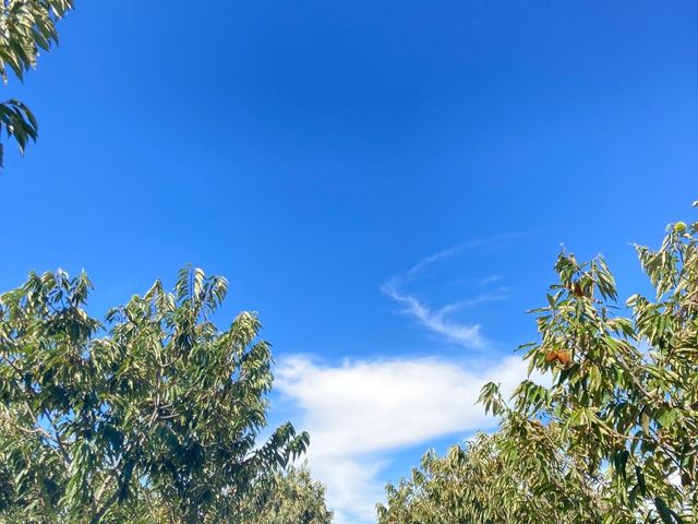 栗畑の風景_果じゅまる園