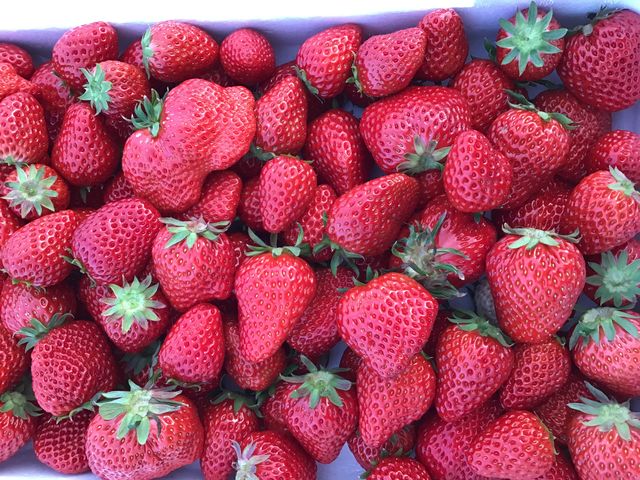 完熟紅ほっぺをたくさんご用意してお待ちしています🍓_T-FARM 1号店