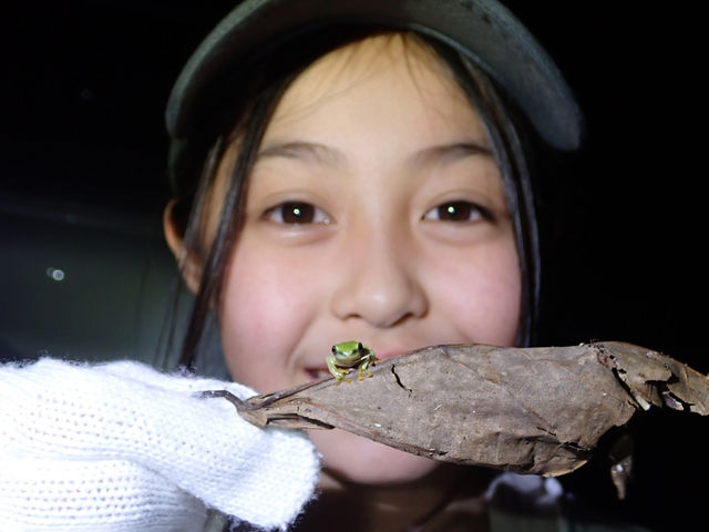 赤ちゃんヤエヤマアオガエルと♪_ネイチャーツアー やままーる石垣島