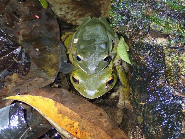 石垣島の生き物たちの生態系は奥が深くて面白い!_ネイチャーツアー やままーる石垣島