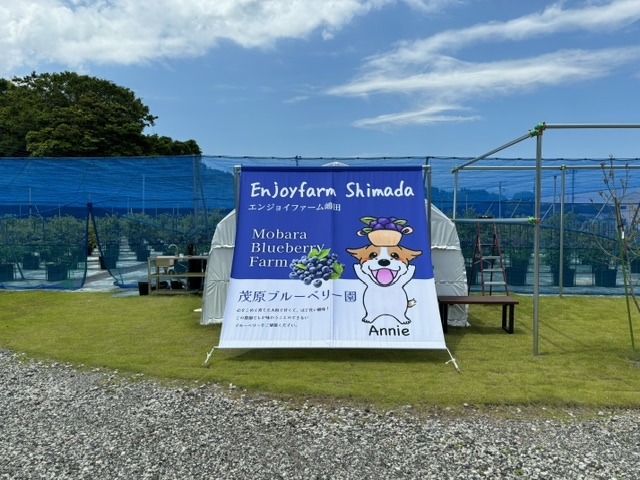 茂原ブルーベリー園のマスコットキャラクター、アニーのタペストリーが目印です!_茂原ブルーベリー園