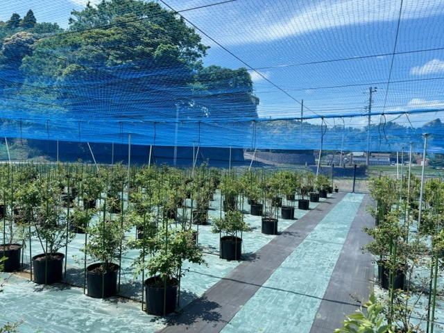 園内はシート敷きなので歩きやすく、サンダルなど軽装でも快適に楽しめます。 ワンちゃんをカートに乗せていただくか、抱いていただければ同伴可です。_茂原ブルーベリー園