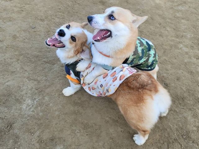 ワンちゃん(小型犬のみ)同伴可・ドッグラン有り♪
※ドッグラン以外では必ずリードをしてください。_ひるがの高原あぐりの丘