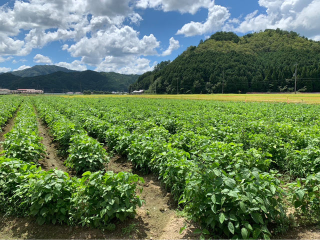 よしだ農園