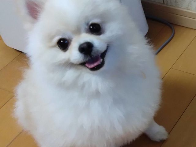 レッスン後にご希望の方は看板犬と触れ合えます。_こどもキッチンラボはむはむ