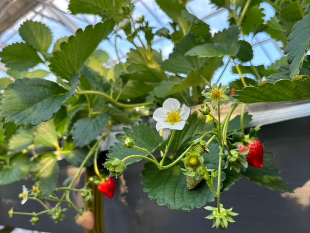 Berry Happy
