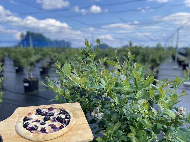 ピザ生地に、摘み取ったブルーベリーをトッピング。ご自分で焼くことができます。_BLUEBERRY BASE MOKA(ブルーベリーベースおもか)