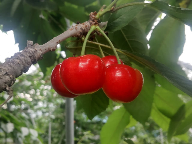 紅秀峰_株式会社小笠原ファーム