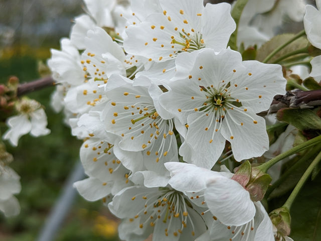 さくらんぼの桜です_株式会社小笠原ファーム