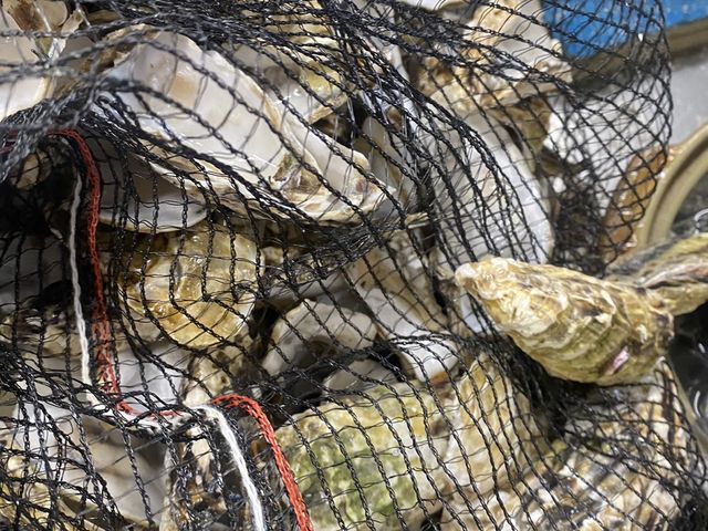 篠島お魚の学校
