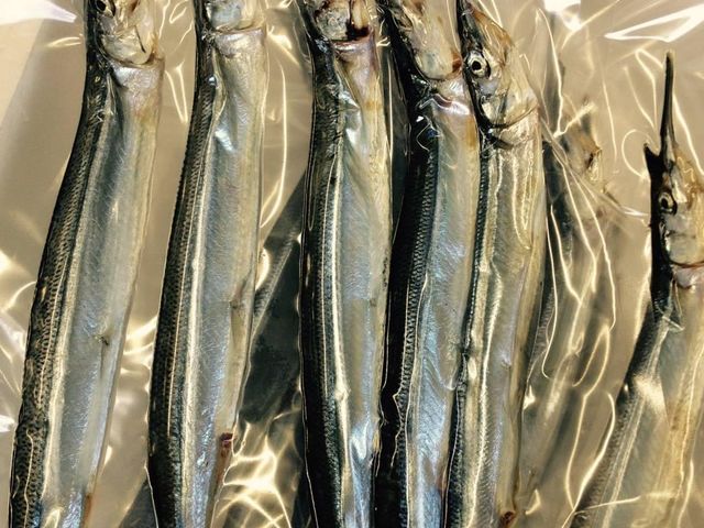 篠島お魚の学校
