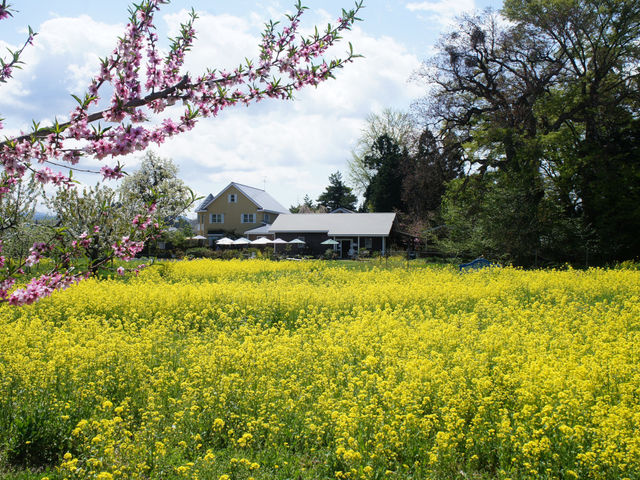 GARDEN 大きなくりの木の下で