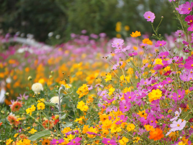 GARDEN 大きなくりの木の下で