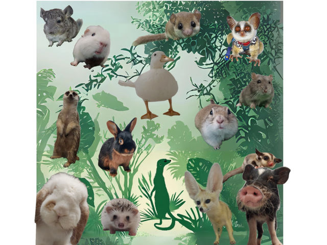 動物ふれあいLuff