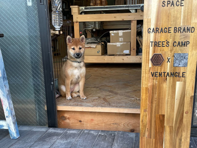 ideamlabo看板娘、柴犬の巫女(みこ)です!とても人懐こい犬なので、その日の体調にもよりますが、犬アレルギーとかがなければ一緒に触れ合うことも出来ます。_IDEAMLABO