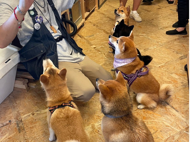 dogワークショップで、愛犬の木の玩具を一緒に作りました。犬同士、飼い主同士の時間の共有が出来る環境というのも大事にしています。5匹の柴犬が揃うのは珍しい!_IDEAMLABO