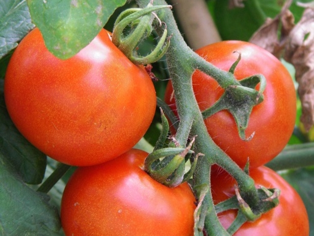 夏はトマトやキュウリなどの夏野菜がたくさん栽培されています_アグリス成城