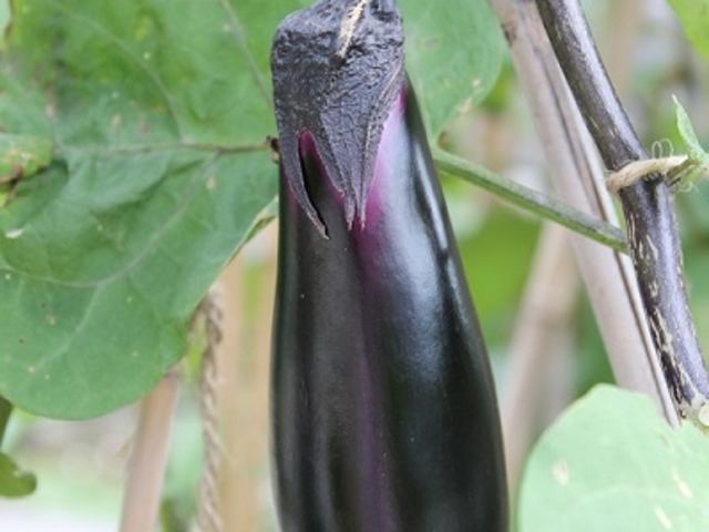 ナスなどの夏野菜も!_アグリス成城