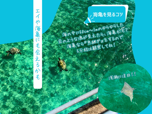 ☆浅瀬では海亀に会えるかも?_ECOmobi宮古島