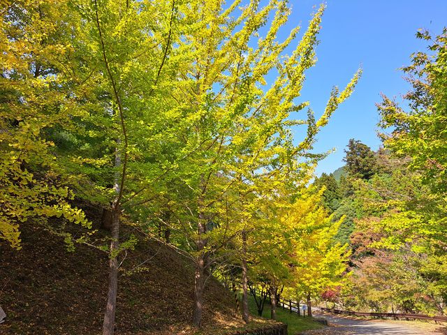 祖谷ふれあい公園内
銀杏並木_祖谷ふれあい公園