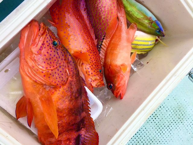 釣った魚は料理屋で食べれます_マリンサービスDORADO