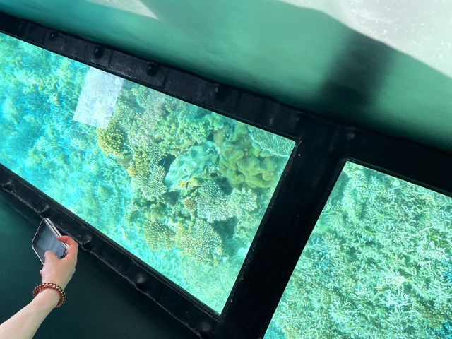 BLUE CORAL