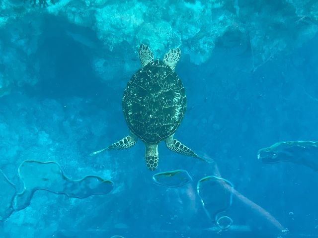 BLUE CORAL