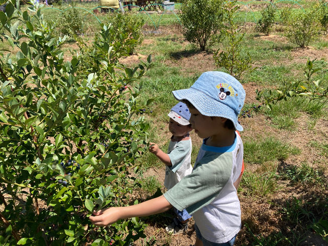 小さいお子様でも摘み取りを体験いただけます。_国吉農園