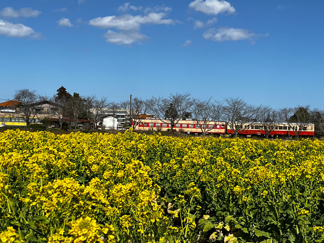 いすみ鉄道が横を走っています。_国吉農園