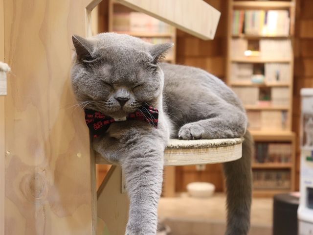 ブリティッシュショートヘアーのハヌル君です!_猫カフェ MOCHA 宮崎橘通店
